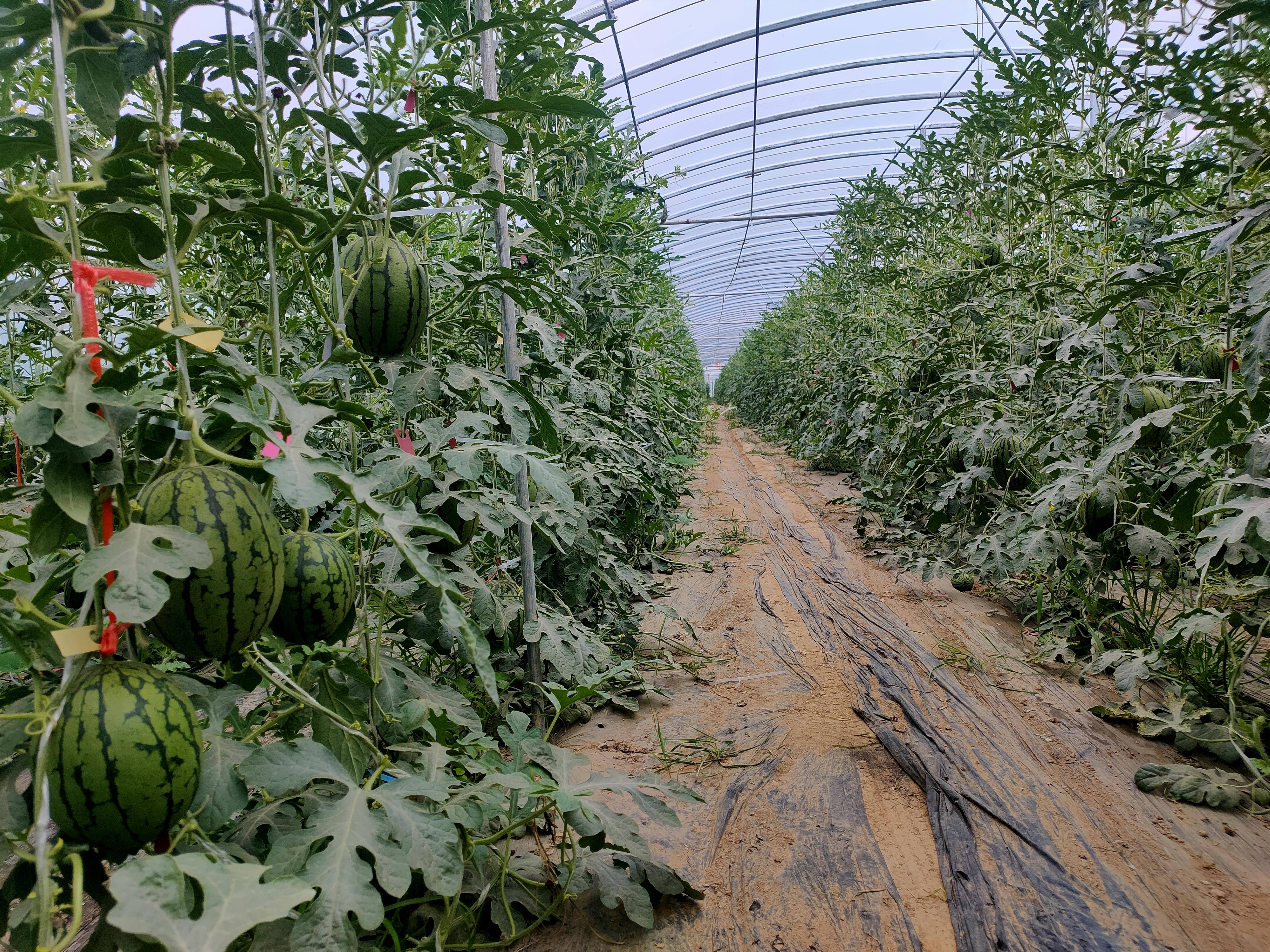 西瓜收益高 种植有诀窍