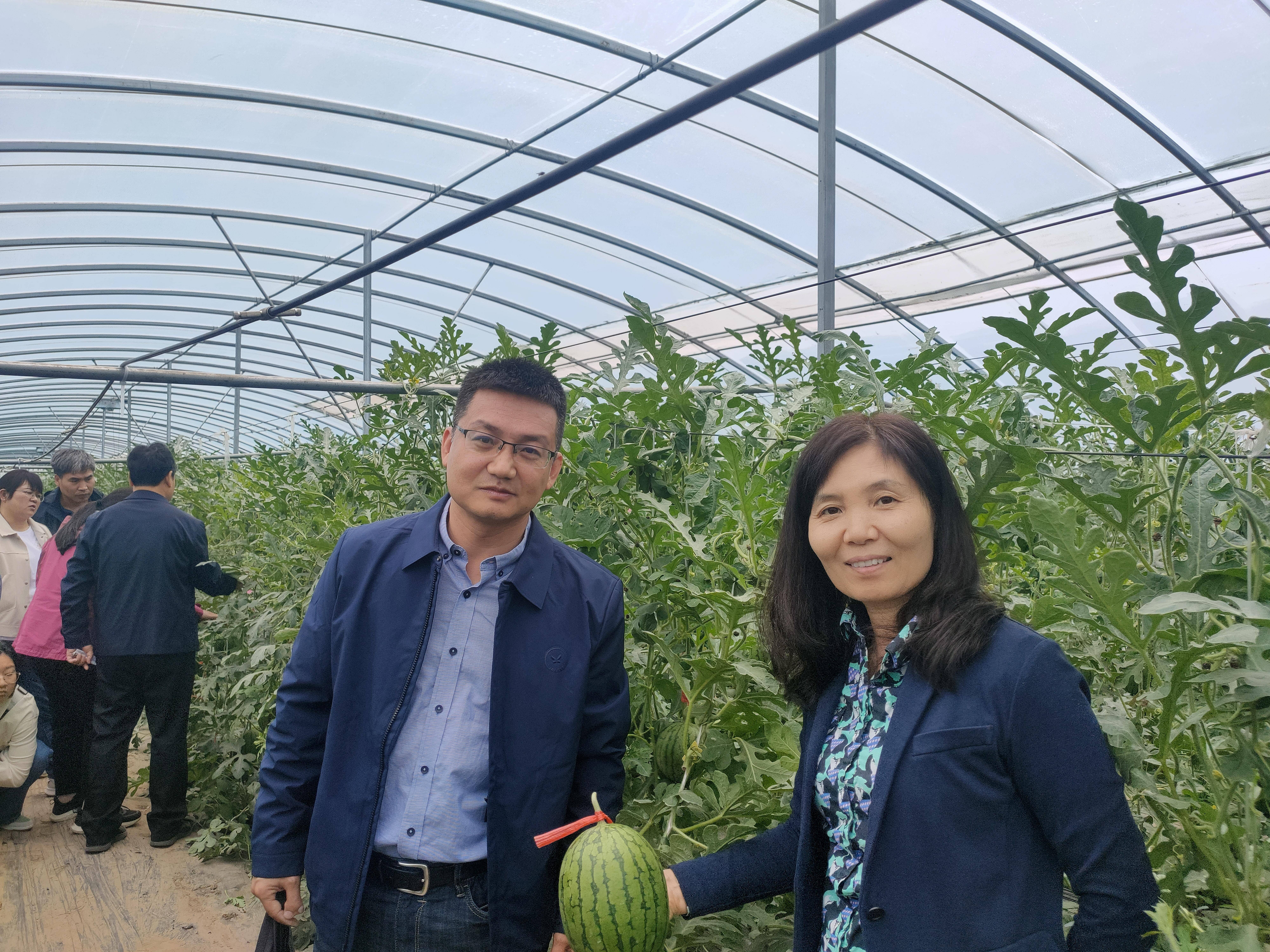 西瓜收益高 种植有诀窍