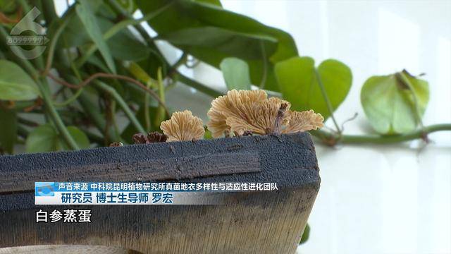 “可以蒸蛋”！昆明一女子家中搓衣板上长菌<strong></p>
<p>君融理财</strong>，品种竟是……