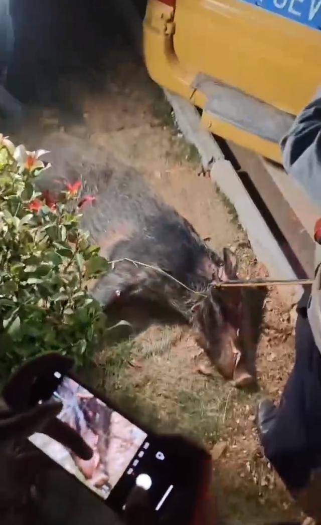江西一高校惊现野猪<strong></p>
<p>靠谱的理财app</strong>，最后在食堂被成功抓获