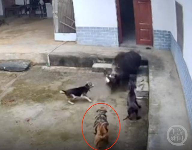 六问“老人在家被野猪咬死”：捕猎队有无授权<strong></p>
<p>理财利率怎么算</strong>，要担责吗，是否赔偿？
