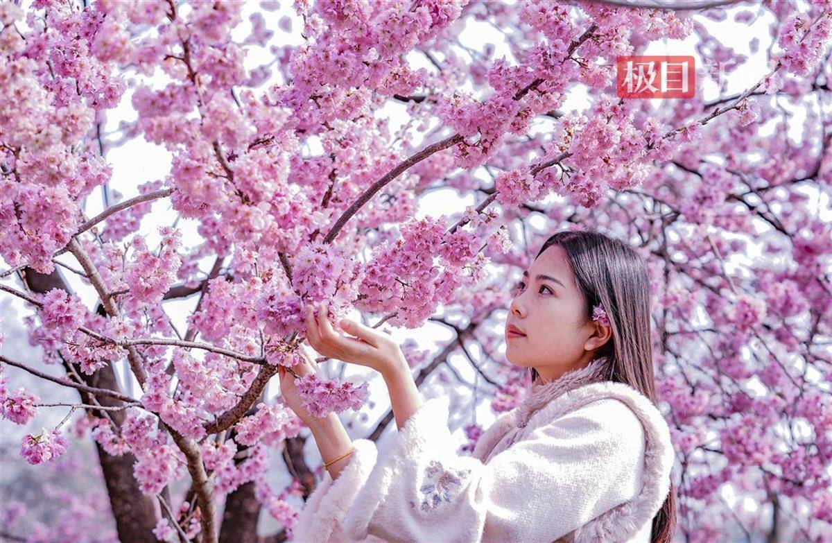 武大樱花何时开<strong></p>
<p>基金理财</strong>？最新答案来了