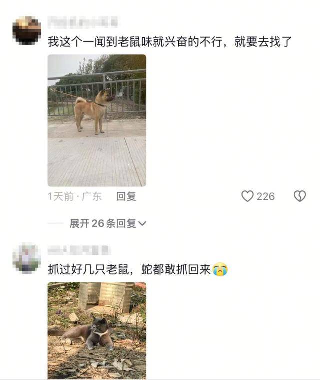 老鼠掉进泳池<strong></p>
<p>公司理财第九版</strong>，广东大叔出动鸡猫狗团队，结果全被老鼠吓跑！网友坐不住纷纷晒战绩