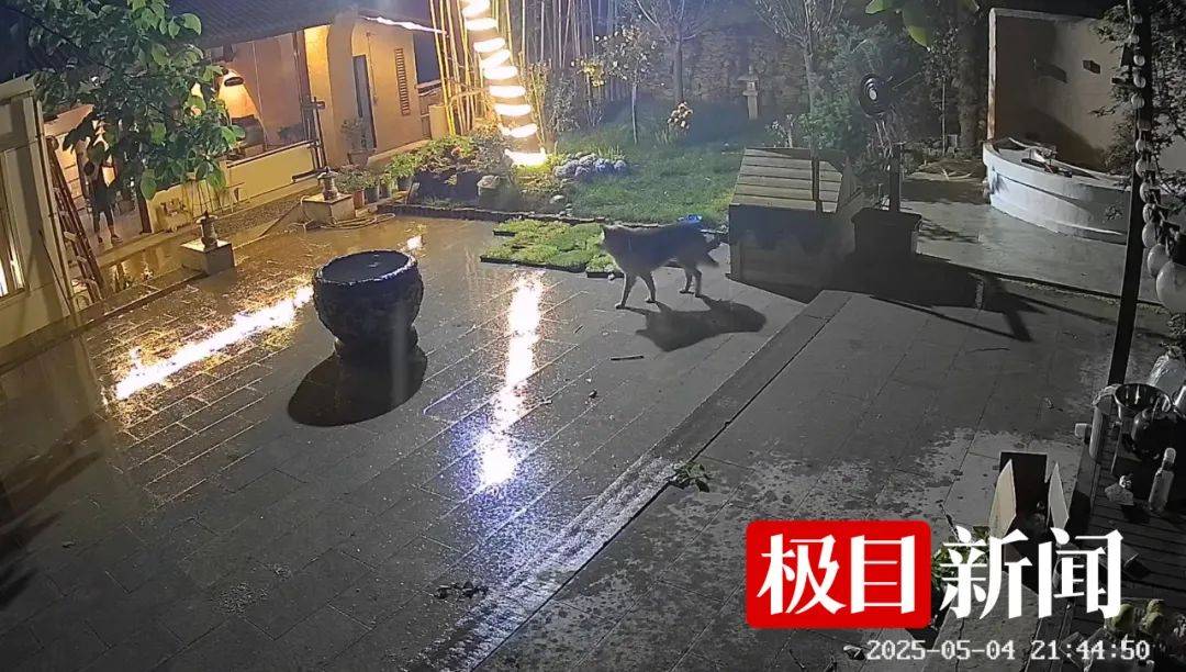 西安一农家院疑似有狼溜入<strong></p>
<p>阿里理财</strong>，当事人称事发当天在院子里处理羊肉，“可能狼就是闻到这个味道过来的”