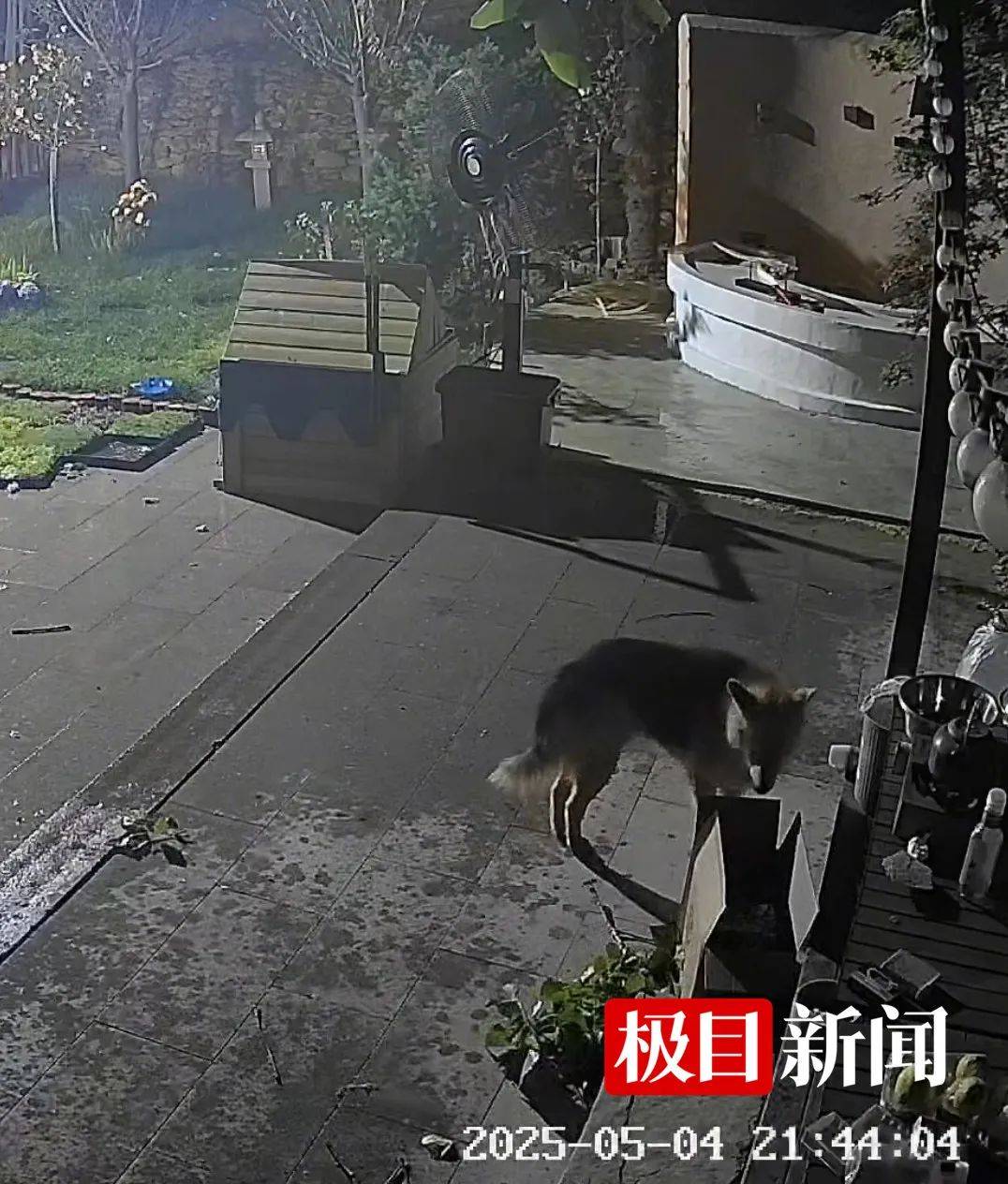 西安一农家院疑似有狼溜入<strong></p>
<p>阿里理财</strong>，当事人称事发当天在院子里处理羊肉，“可能狼就是闻到这个味道过来的”