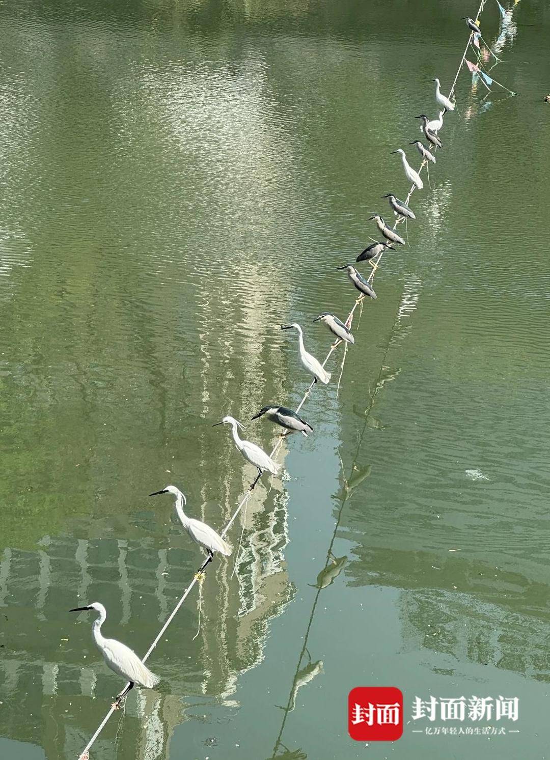 成都又见江上“神”鸟<strong></p>
<p>微银理财</strong>，洗完脚又排排站 网友：在等红绿灯吗？