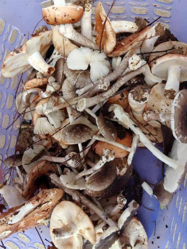 湖南一家6口误食毒蘑菇<strong></p>
<p>网上理财平台</strong>，5岁男童不幸去世