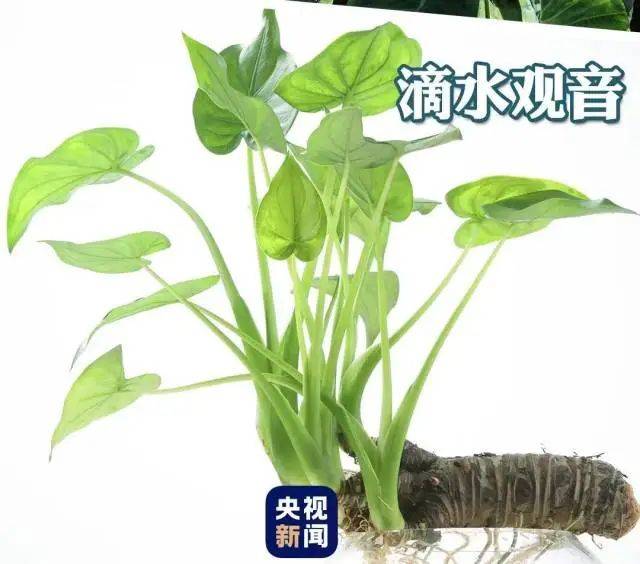 大片连根铲除！深圳一公园“火速响应”引质疑<strong></p>
<p>体验金理财</strong>，网友为它喊冤