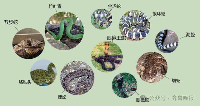 安徽宣城一男子走路玩手机<strong></p>
<p>理财稳健</strong>，一脚踩中打架的竹叶青和五步蛇，被俩毒蛇咬3口！医院：暂无生命危险，正在治疗