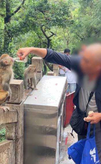 给黔灵山猕猴喂白酒、槟榔、棉花糖<strong></p>
<p>保本理财收益</strong>，整各种“花活”！这种“宠爱”引人反思