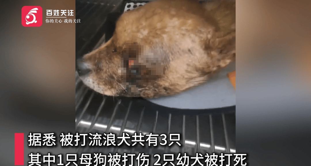 保安称“经常咬人”打死流浪犬<strong></p>
<p>成都理财</strong>，居民上门讨说法：这个门卫穷凶极恶