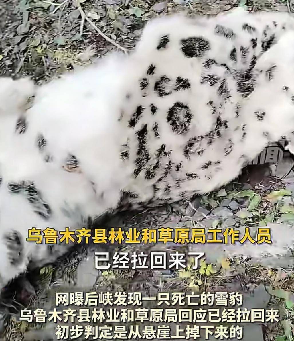 官方回应“乌鲁木齐天山后峡发现一只雪豹”：确认发现雪豹尸体<strong></p>
<p>p2p理财好</strong>，已处理完毕