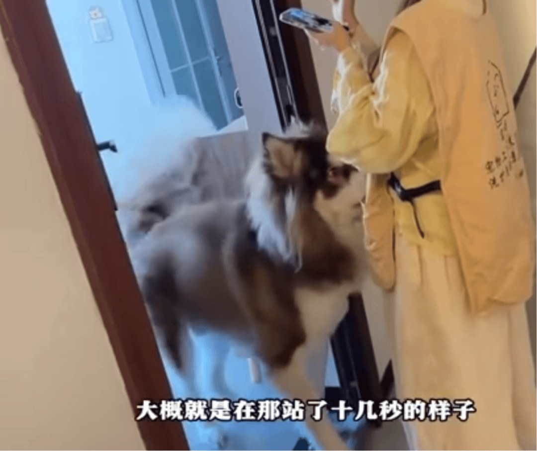 女子上门代喂被100多斤阿拉斯加犬咬伤毁容<strong></p>
<p>菠菜理财</strong>，牙槽骨和牙齿都被撕咬脱落，狗主人却称→