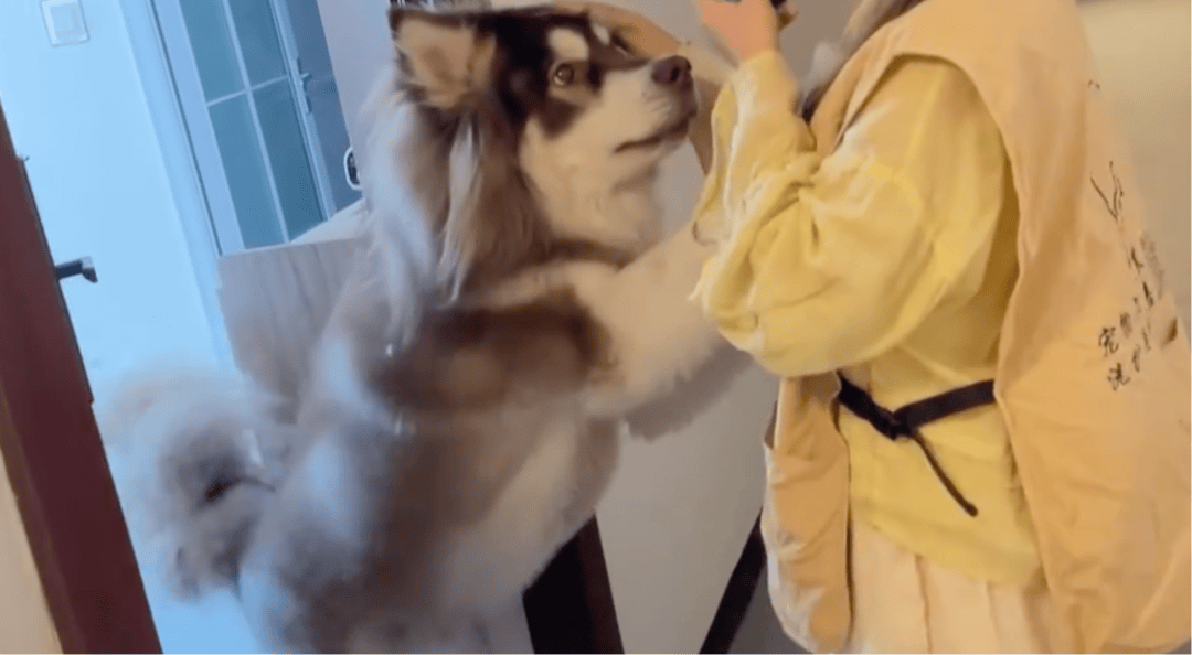 女子上门代喂被100多斤阿拉斯加犬咬伤毁容<strong></p>
<p>菠菜理财</strong>，牙槽骨和牙齿都被撕咬脱落，狗主人却称→