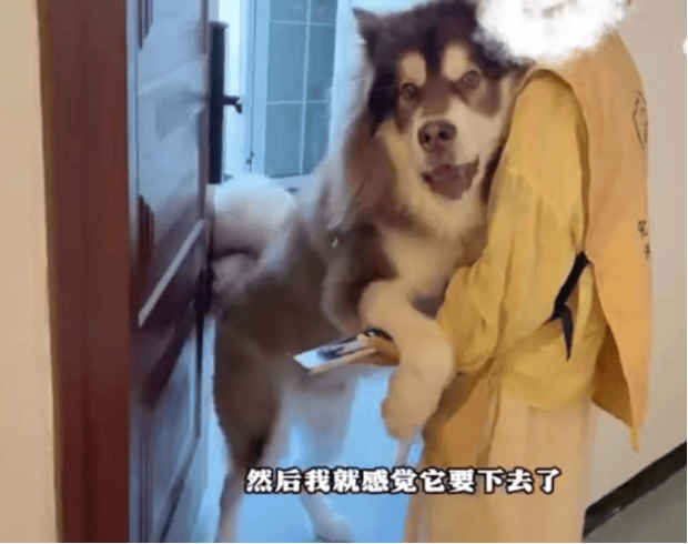 女子上门代喂被100多斤阿拉斯加犬咬伤毁容<strong></p>
<p>菠菜理财</strong>，牙槽骨和牙齿都被撕咬脱落，狗主人却称→