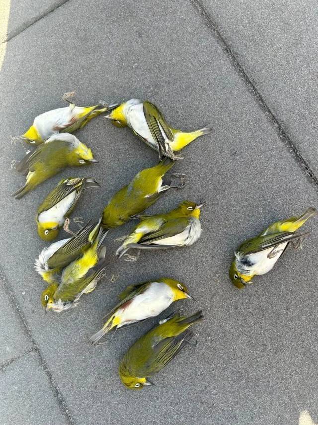 北京一座大厦楼下躺了14只鸟<strong></p>
<p>金融理财师考试</strong>，12只已死亡！元凶竟是玻璃