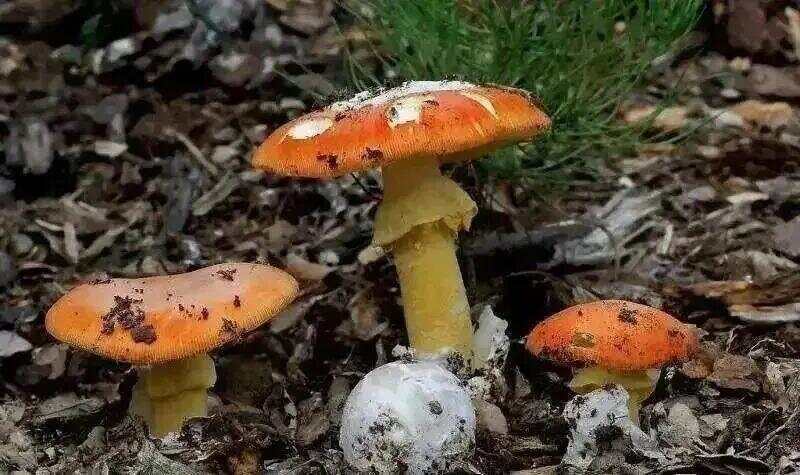 网红发文悼念婆婆：吃了邻居送的蘑菇中毒<strong></p>
<p>金融理财师考试</strong>，抢救四天四夜死亡！这些蘑菇避毒原则可能是陷阱→