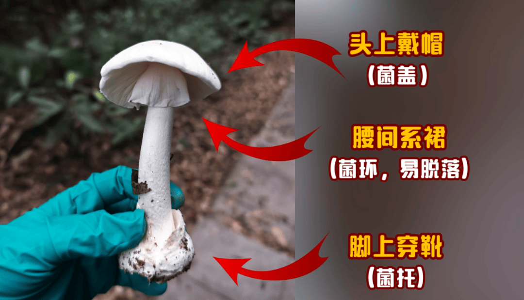 网红发文悼念婆婆：吃了邻居送的蘑菇中毒<strong></p>
<p>金融理财师考试</strong>，抢救四天四夜死亡！这些蘑菇避毒原则可能是陷阱→