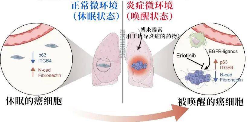 长期炎症会“唤醒”癌细胞<strong></p>
<p>理财风险</strong>！这份抗炎指南每个人都该看看
