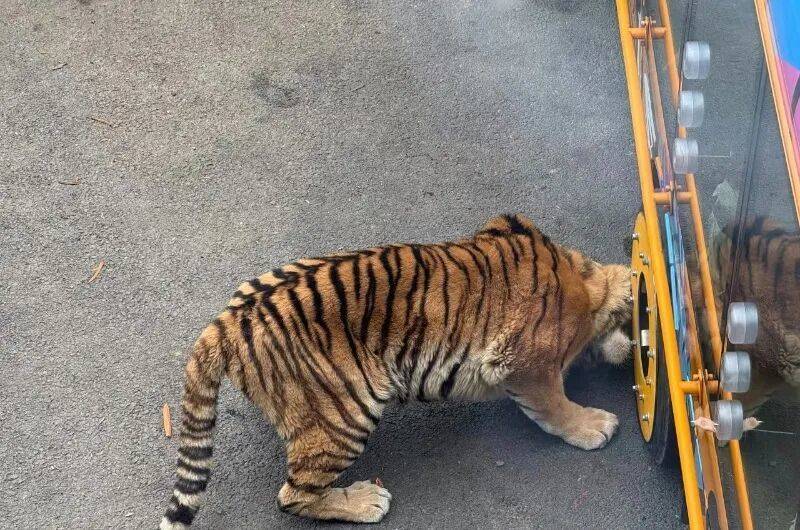 动物园观光车压碎老虎下巴<strong></p>
<p>券商理财产品</strong>？园方：初步检查未发现重大伤情