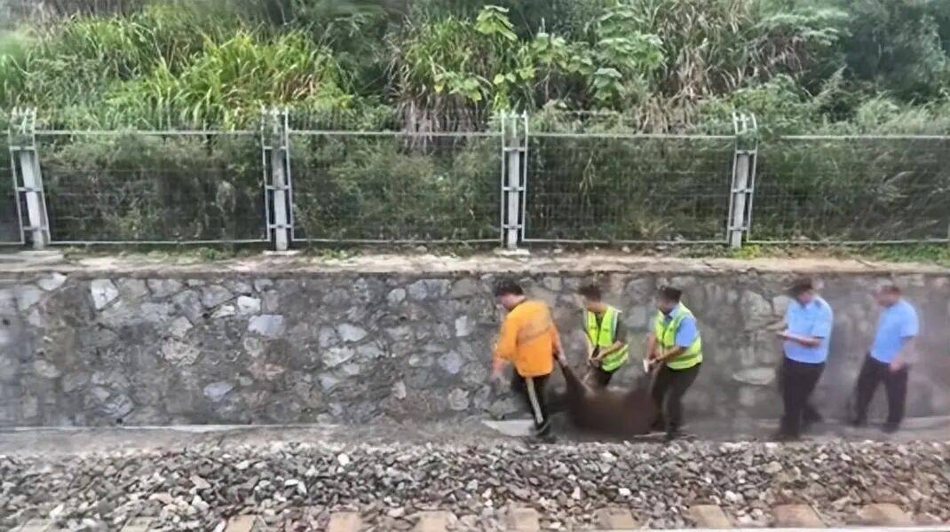 湖北一列车撞上野猪致停运<strong></p>
<p>p2p网贷理财</strong>，铁路局：野猪已无害化处理，列车正常运行；附近曾发生多起野猪伤人事件