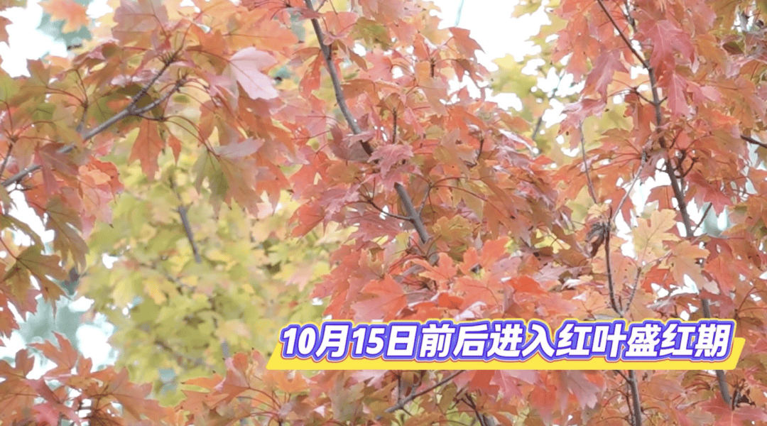 北京将迎新一轮秋雨<strong></p>
<p>公募理财</strong>，赏红期预告来了！