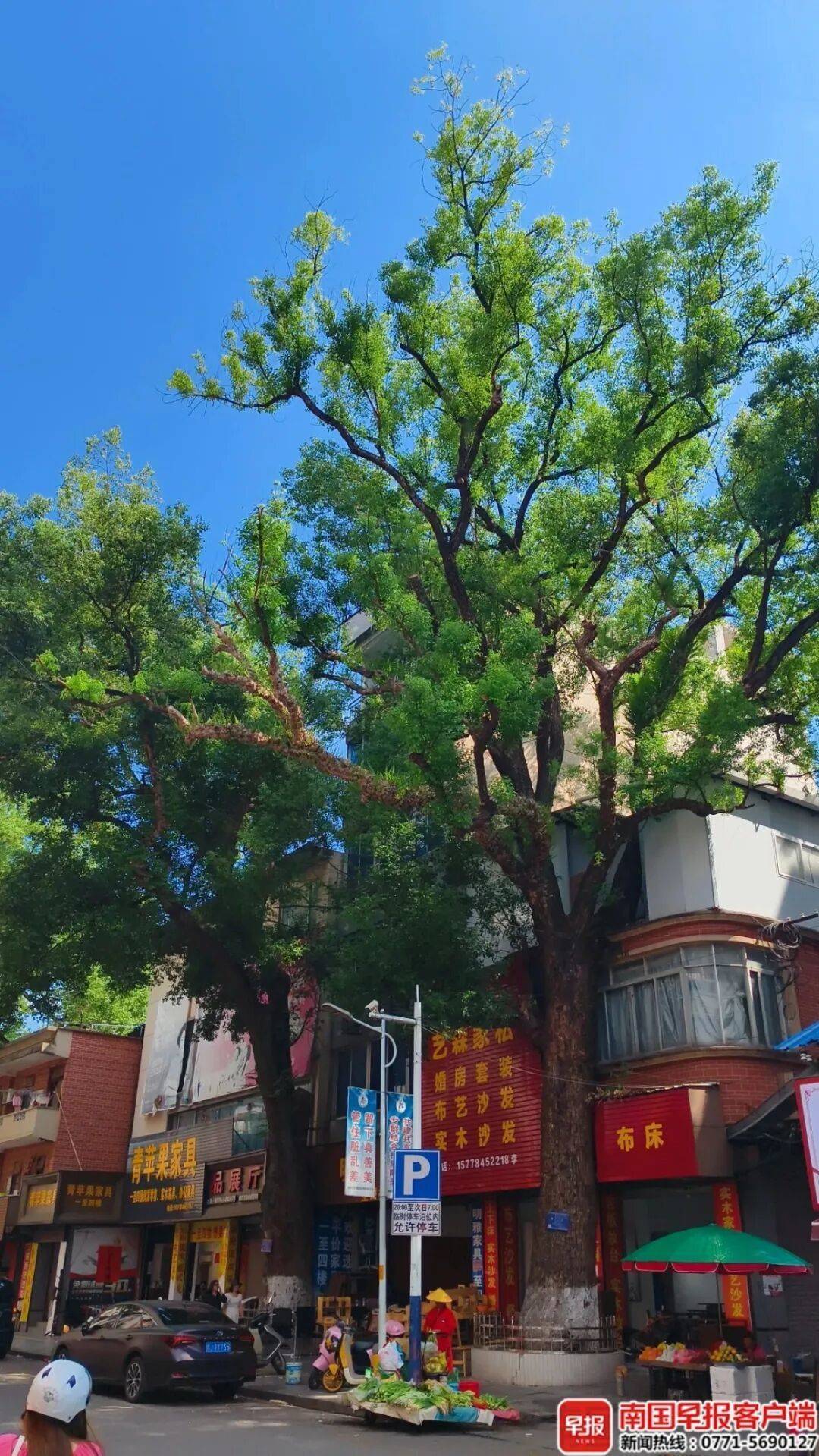 自家房屋采光被遮挡<strong></p>
<p>公募理财</strong>，广西贺州一男子给220年珍贵古树多次投毒！