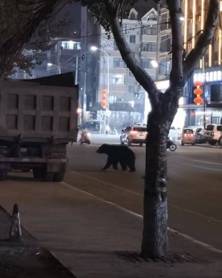 黑熊闯闹市被击毙<strong></p>
<p>河南理财</strong>，为何不用麻醉枪？专家回应