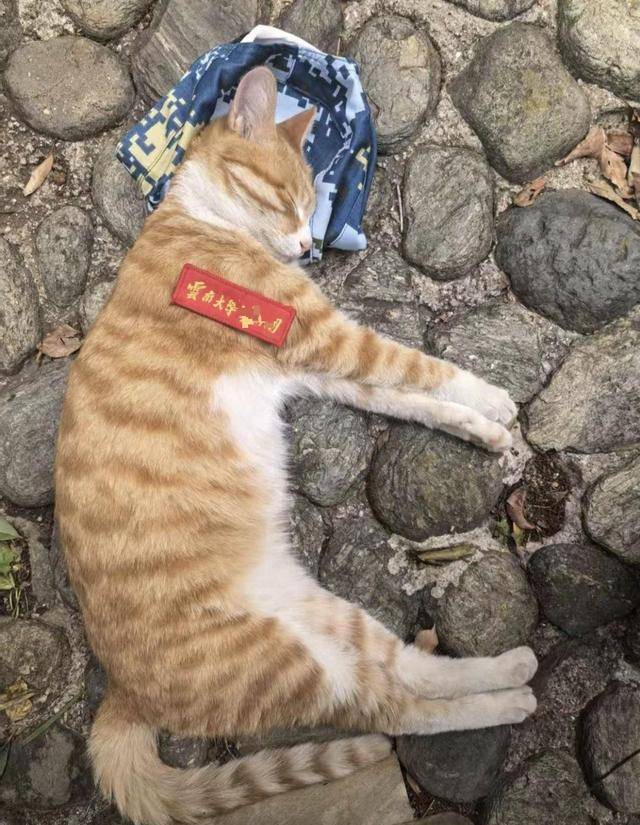 《红舞鞋》剧组在高校拍摄时撞死流浪猫<strong></p>
<p>河南理财</strong>，剧组凌晨致歉：涉事司机引咎辞职，将以小猫名字成立基金