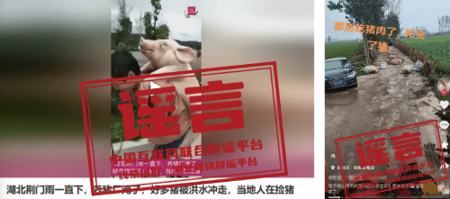 “养猪场被淹”“猪瘟暴发”系谣言——今日辟谣