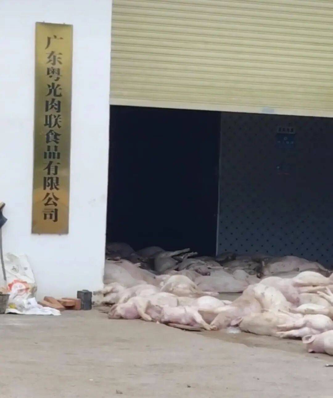 广东一肉联公司门口堆满死猪<strong></p>
<p>理财夜市</strong>，官方：7人被控制