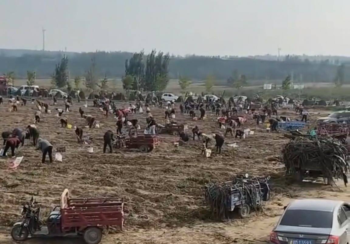 数百人冲进地里捡红薯<strong></p>
<p>理财通下载</strong>,田主称是秋收剩下的,网友:免费翻地,利人利己