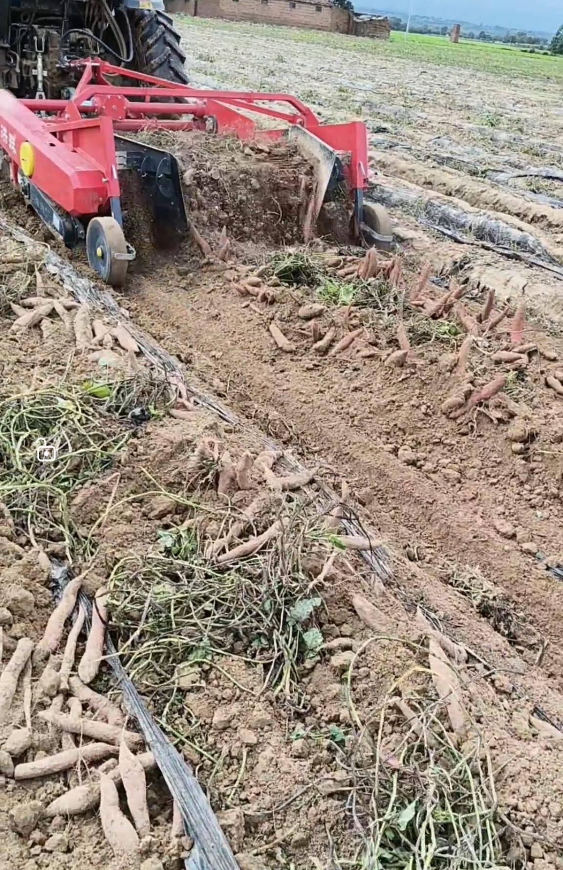 数百人冲进地里捡红薯<strong></p>
<p>理财通下载</strong>,田主称是秋收剩下的,网友:免费翻地,利人利己