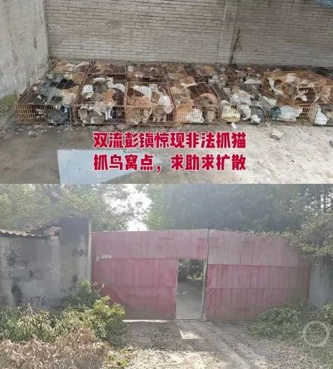 “成都一空置房非法囤猫”？官方通报：共发现被困小猫102只<strong></p>
<p>理财通下载</strong>，未发现虐猫行为