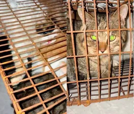 “成都一空置房非法囤猫”？官方通报：共发现被困小猫102只<strong></p>
<p>理财通下载</strong>，未发现虐猫行为