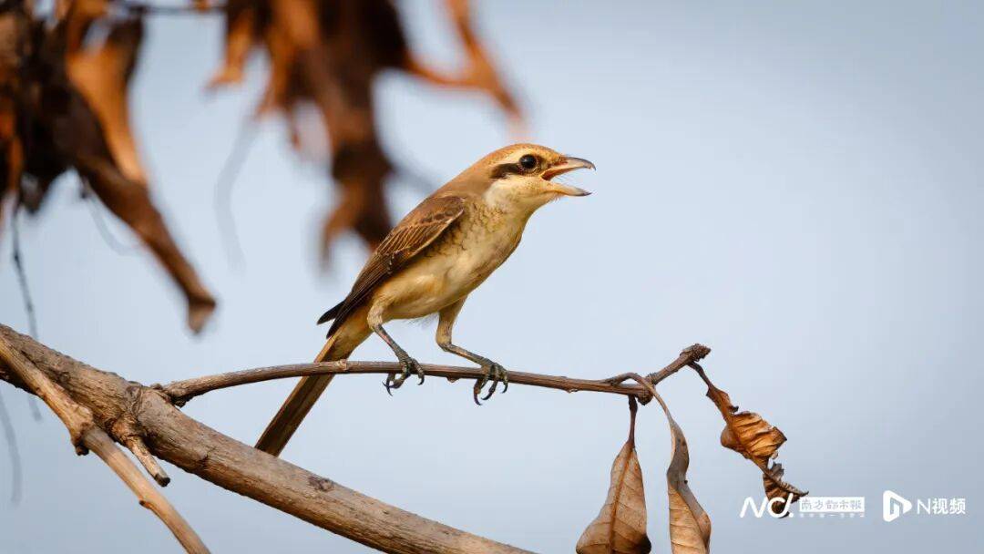 东莞最新发布:将严厉打击这些行为<strong></p>
<p>白银理财</strong>!
