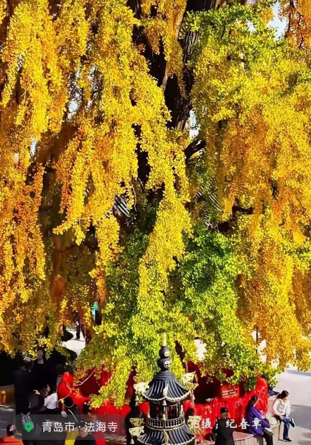 错过等一年！青岛1600岁“银杏王”满树金黄<strong></p>
<p>财猪理财</strong>，打卡的人“鼓”了
