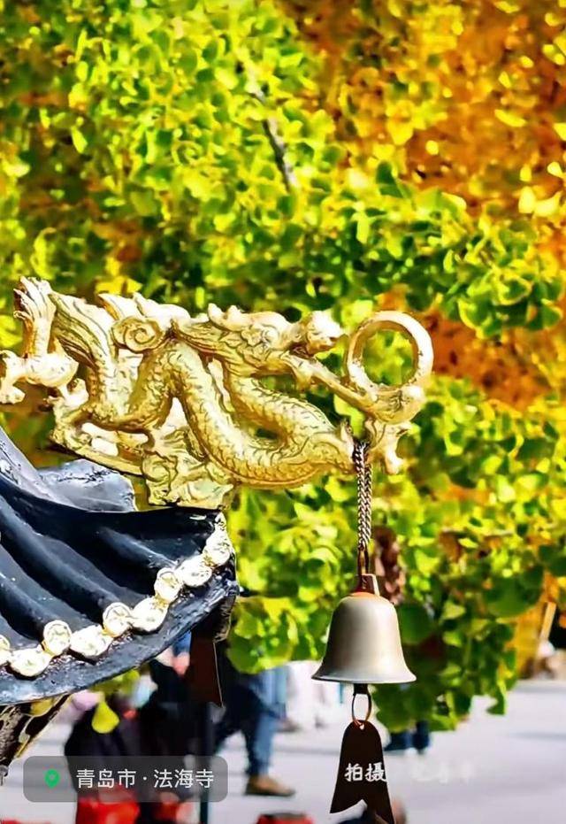 错过等一年！青岛1600岁“银杏王”满树金黄<strong></p>
<p>财猪理财</strong>，打卡的人“鼓”了