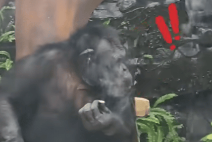 大猩猩抽烟手法娴熟？广西南宁动物园：从小在领养家庭学会抽烟喝酒<strong></p>
<p>美国理财</strong>，会派人制止