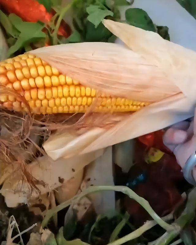 陕西一女子疑因拍亲姑姑偷玉米遭姑父棍杀<strong></p>
<p>如何网上理财</strong>，邻居欲报警也遇害