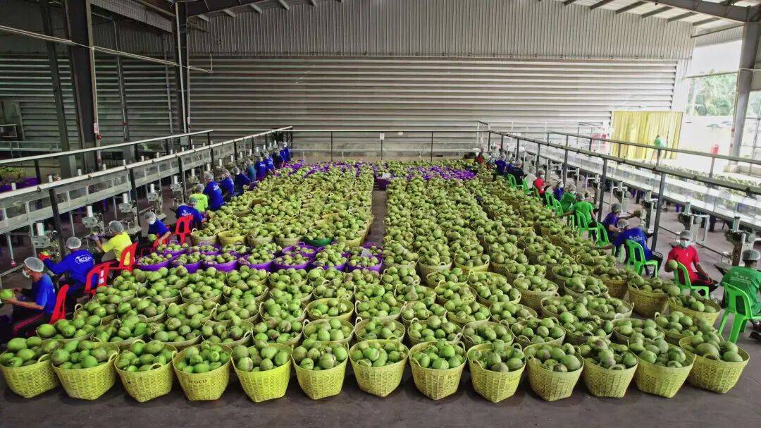 椰子水之外<strong></p>
<p>在美国理财</strong>，大公司争夺40亿元生椰市场