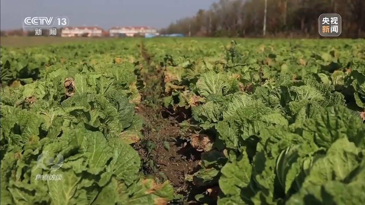 单棵售价超百元<strong></p>
<p>在美国理财</strong>，起底“套牌白菜”背后的销售套路